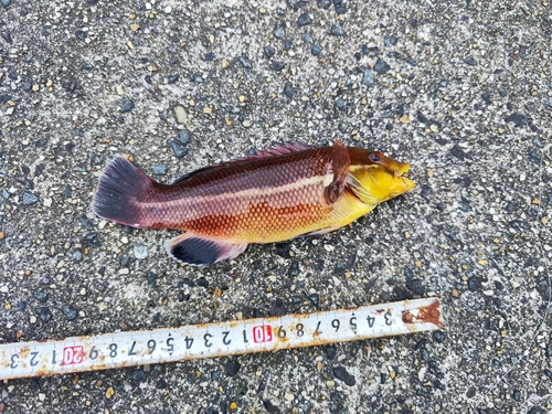 コブダイの釣果