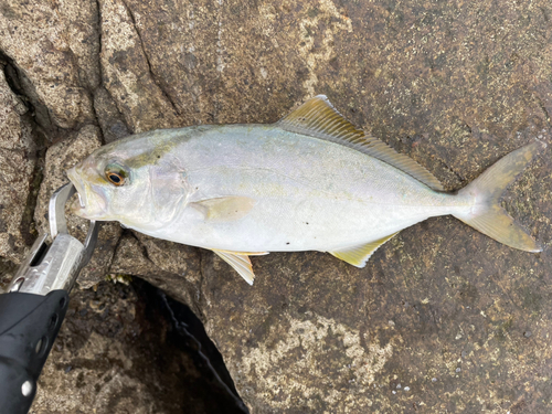 ショゴの釣果