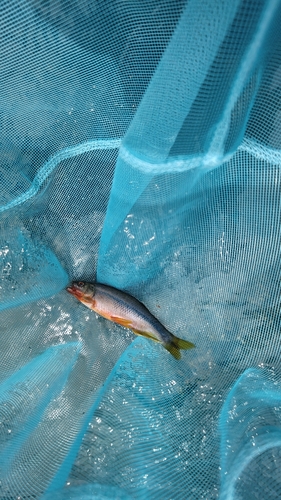 カワムツの釣果