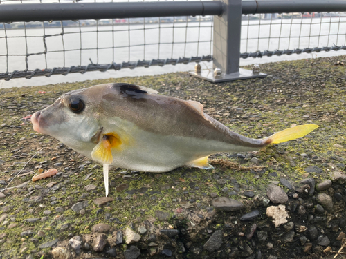 ギマの釣果