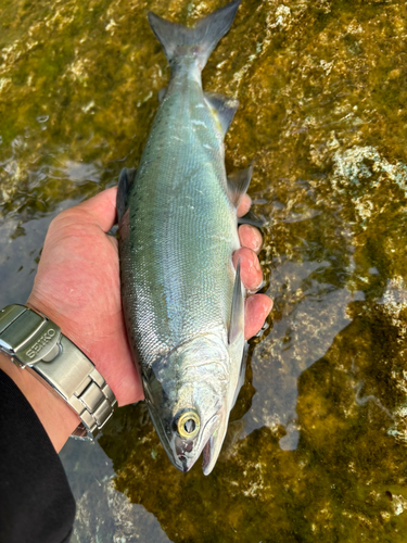 ヒメマスの釣果