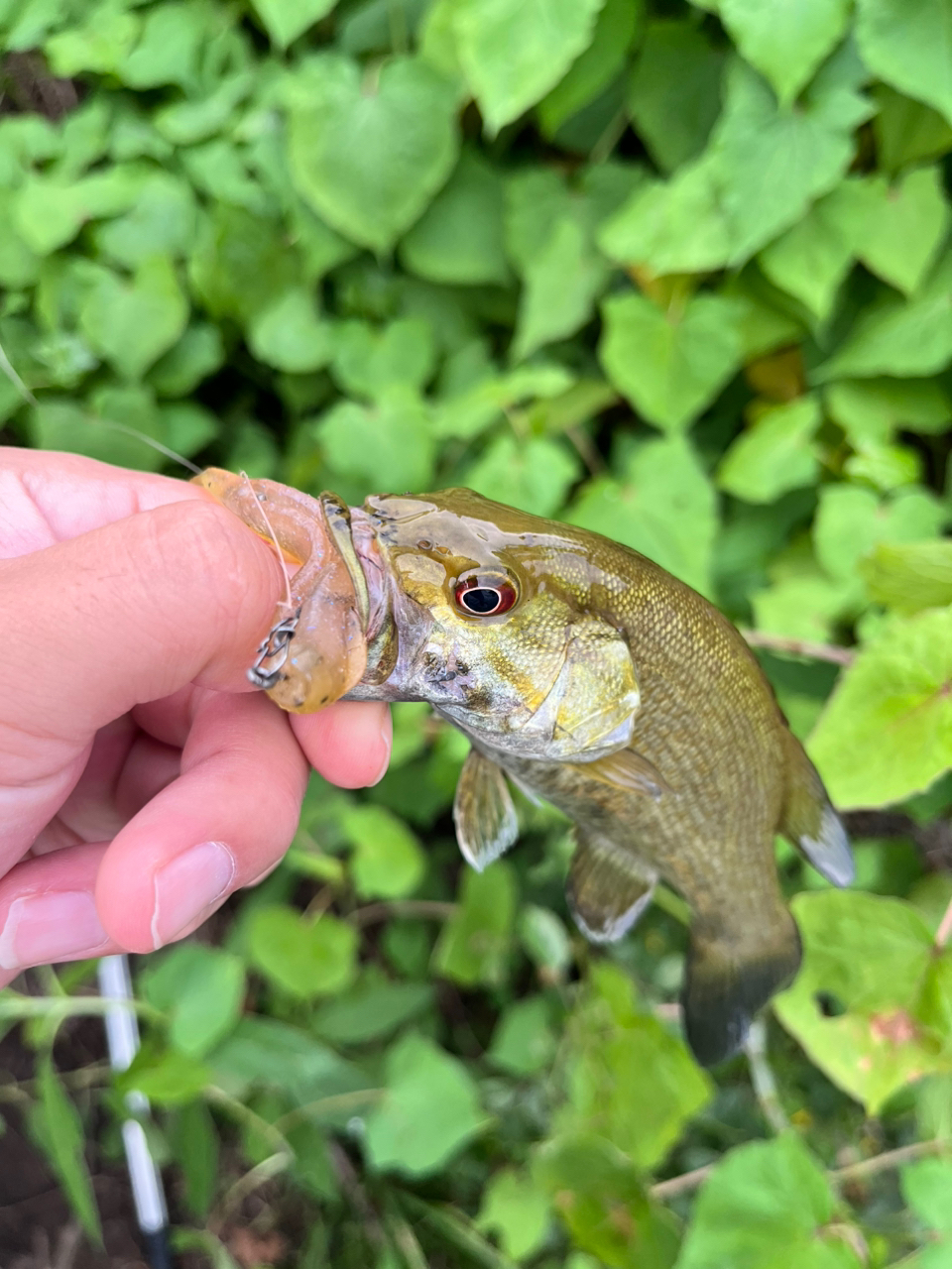 スモールマウスバス