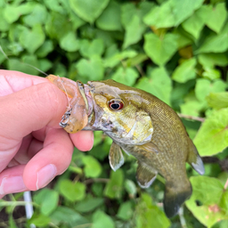 スモールマウスバス