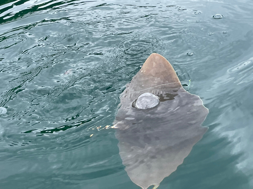 クサフグの釣果