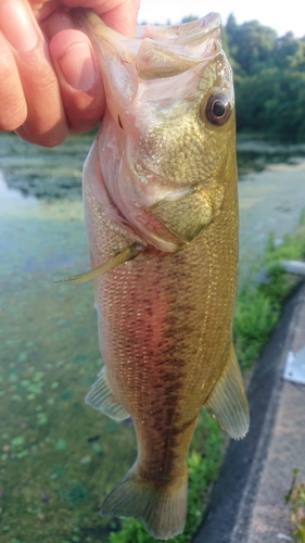 ラージマウスバスの釣果