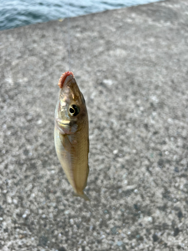 キスの釣果