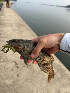 アイナメの釣果