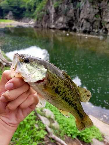 ブラックバスの釣果