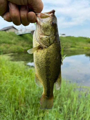 ラージマウスバスの釣果