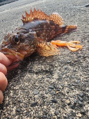 カサゴの釣果