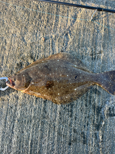 ソゲの釣果