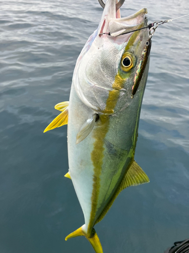 ヒラマサの釣果