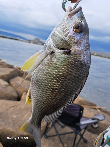 釣果