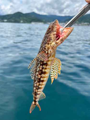 アカエソの釣果