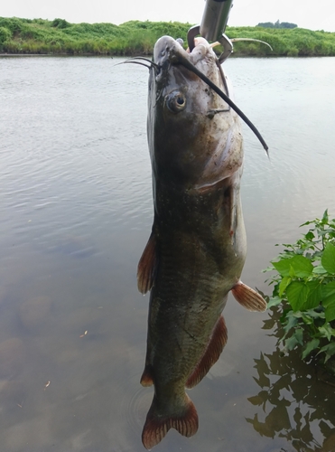 アメリカナマズの釣果