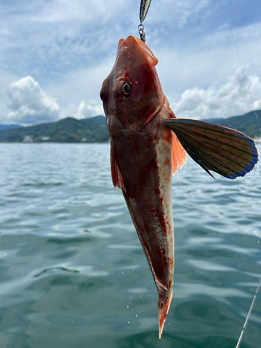 ホウボウの釣果