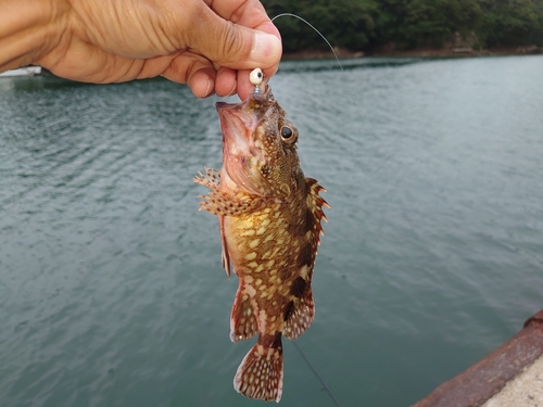 アラカブの釣果