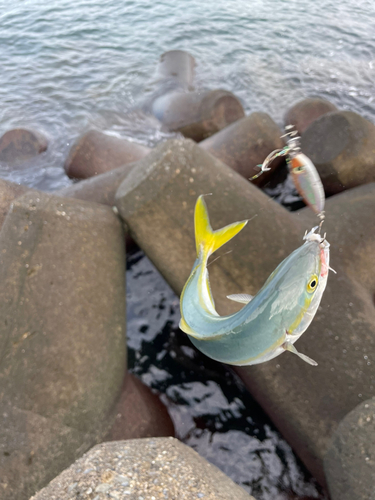 ワカシの釣果