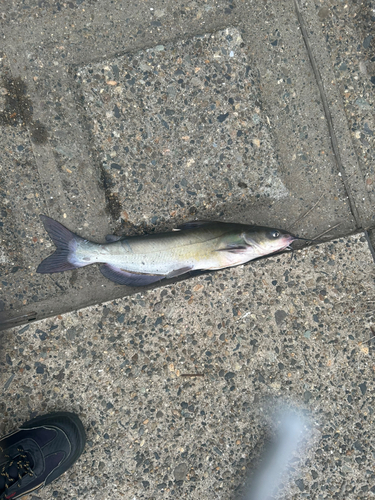 アメリカナマズの釣果