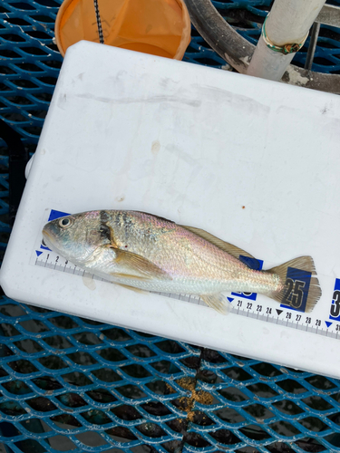 イシモチの釣果