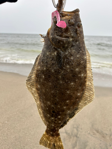 ヒラメの釣果