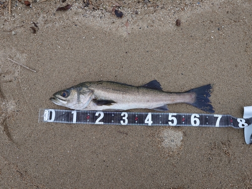 スズキの釣果