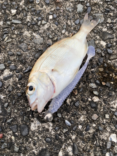 チャリコの釣果