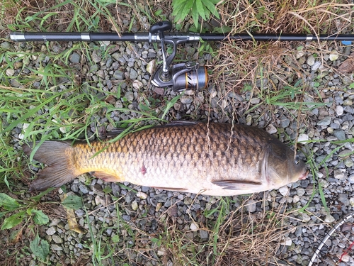 コイの釣果