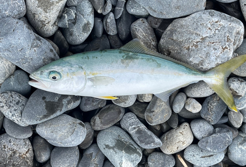 ワカナゴの釣果