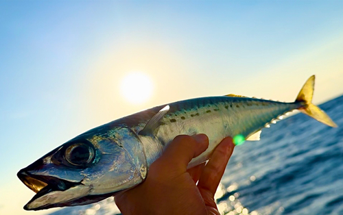 マサバの釣果