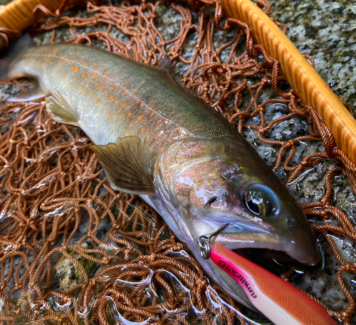 イワナの釣果