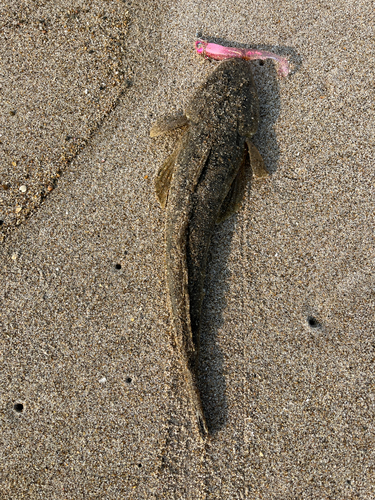 マゴチの釣果