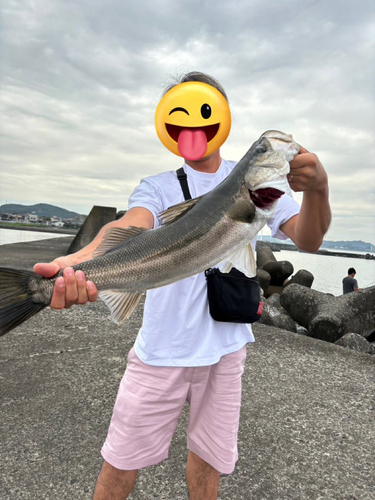 スズキの釣果