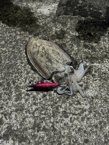 コウイカの釣果