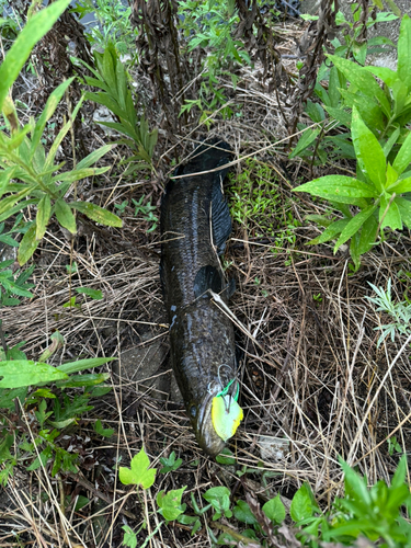 ライギョの釣果