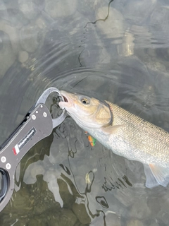 ウグイの釣果