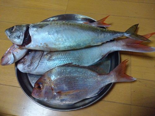 マダイの釣果