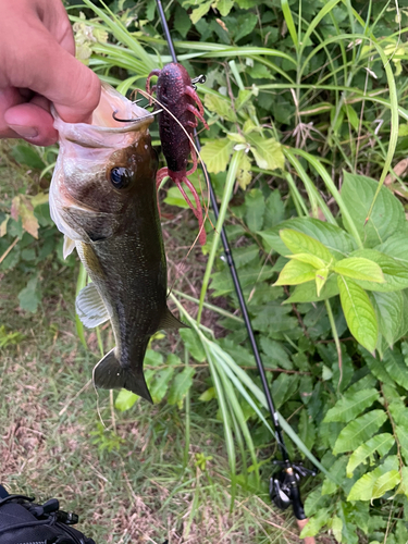 ブラックバスの釣果