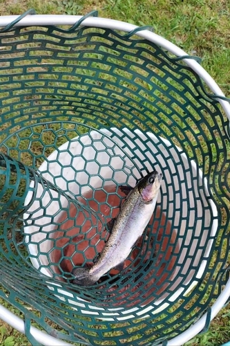 ヤシオマスの釣果