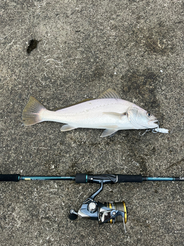 シログチの釣果