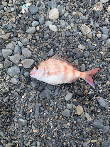 マダイの釣果