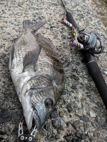 チヌの釣果