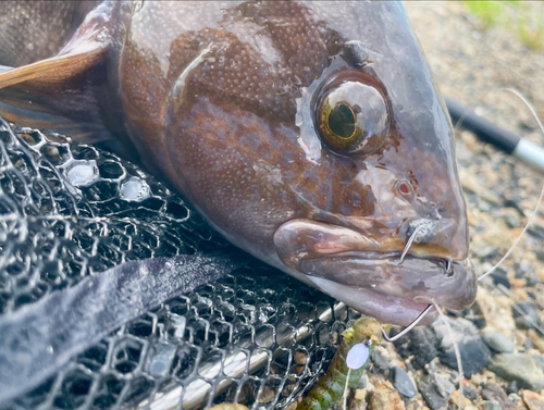 アイナメの釣果