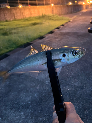 マルアジの釣果