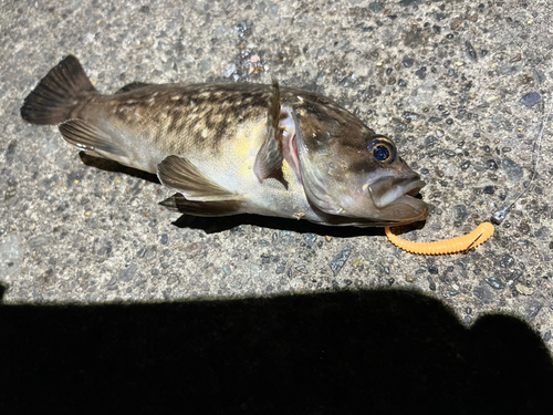 クロソイの釣果