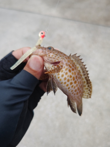 オオモンハタの釣果