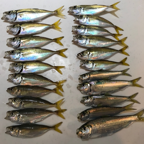 アジの釣果