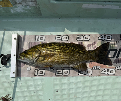 スモールマウスバスの釣果