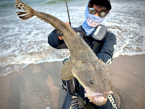 マゴチの釣果