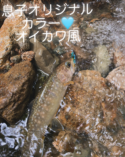 イワナの釣果